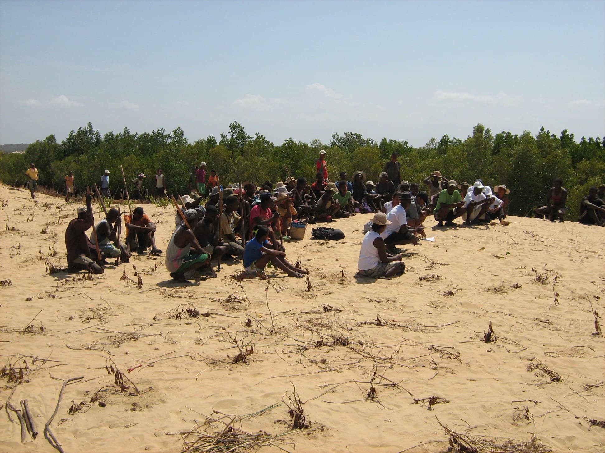 Restauration des mangroves